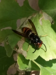 Vespa velutina