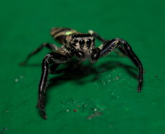 Thiania