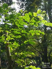 Pterocarpus vidalianus