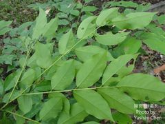 Pterocarpus vidalianus