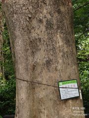 Pterocarpus vidalianus