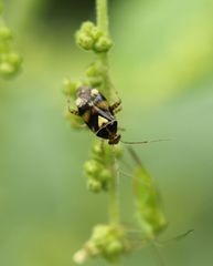 Liocoris tripustulatus