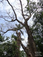 Pterocarpus vidalianus