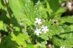 Glandularia quadrangulata