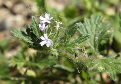 Glandularia quadrangulata