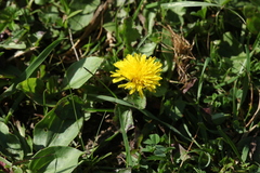 Taraxacum glabrum