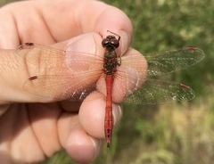 Sympetrum vulgatum