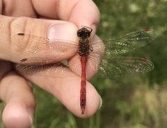 Sympetrum vulgatum