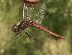 Sympetrum vulgatum