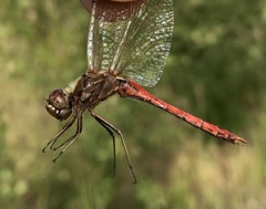 Sympetrum vulgatum