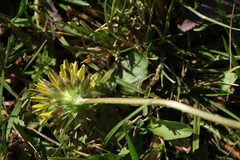 Taraxacum glabrum
