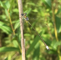 Lestes virens vestalis