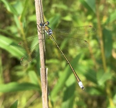 Lestes virens vestalis