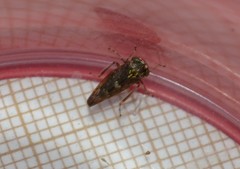 Acericerus vittifrons