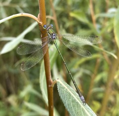 Lestes virens vestalis