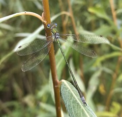 Lestes virens vestalis