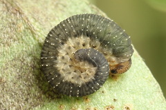 Rhogogaster picta