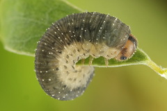 Rhogogaster picta