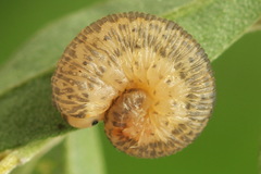 Rhogogaster picta