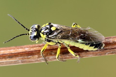 Rhogogaster picta