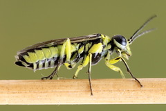 Rhogogaster picta