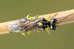 Rhogogaster picta