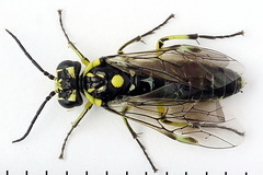 Rhogogaster picta