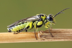 Rhogogaster picta