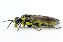 Rhogogaster picta