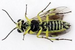 Rhogogaster picta