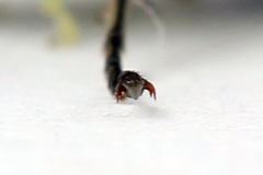 Rhogogaster picta
