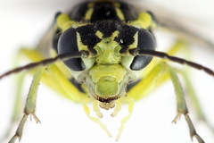 Rhogogaster picta