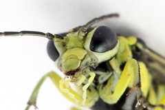 Rhogogaster picta