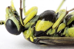 Rhogogaster picta