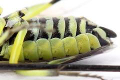 Rhogogaster picta