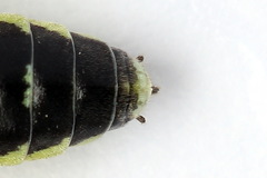Rhogogaster picta