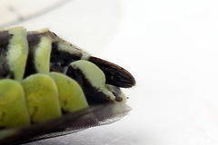 Rhogogaster picta