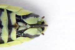 Rhogogaster picta