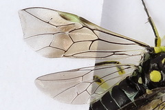 Rhogogaster picta