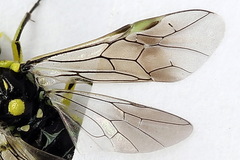 Rhogogaster picta