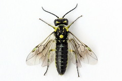 Rhogogaster picta