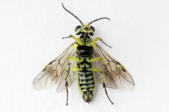 Rhogogaster picta