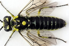 Rhogogaster picta