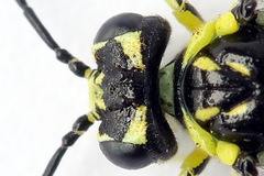 Rhogogaster picta