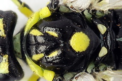 Rhogogaster picta