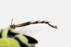 Rhogogaster picta