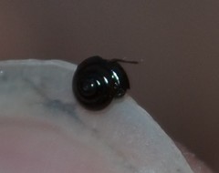 Euconulus