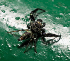 Thiania