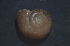 Perpolita hammonis