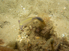 Clavelina meridionalis